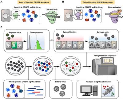 CRISPR-Cas9-Based Technology for Studying Enteric Virus Infection